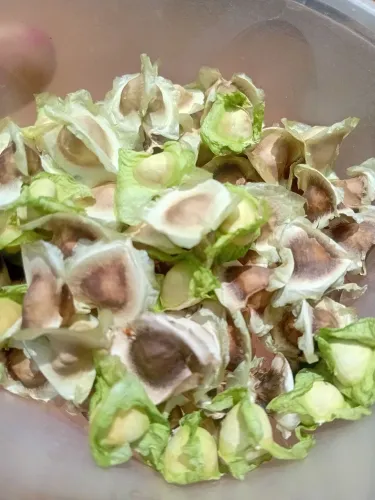 Semente de Moringa ou mudas.