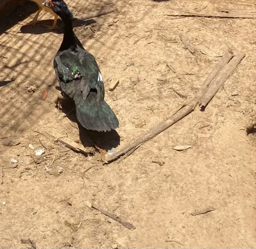 Vende-se um pato e duas patas