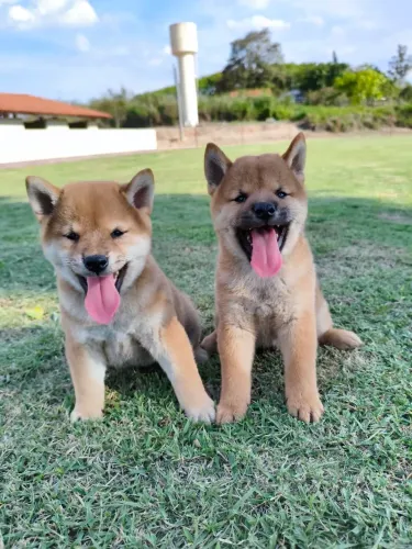 Macho de Shiba Inu disponível para entrega
