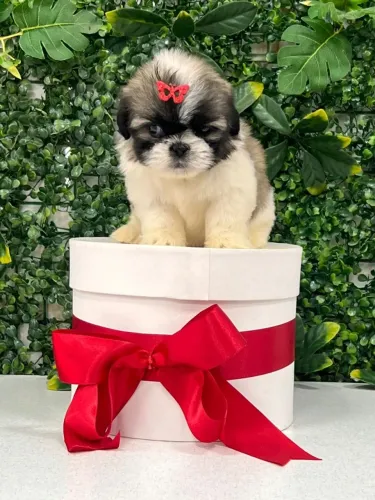 Filhote ShihTzu disponível