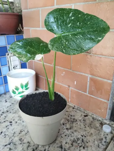 Monstera Thay constelation