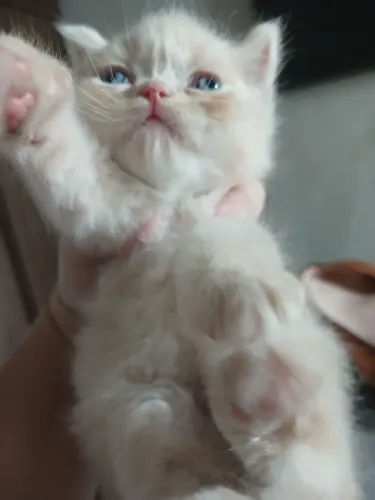 Gato persa