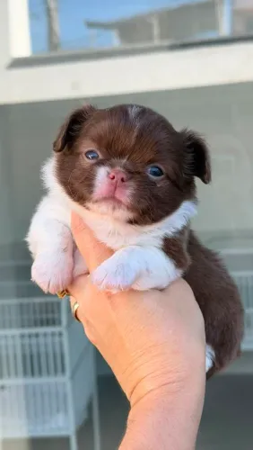 Chihuahua macho Pêlo longo branco máscara chocolate. Um autêntico Chihuahua!