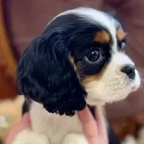 Cavalier King Charles Spaniel,Cavalier King Charles Spaniel Filhote Estrutura Perfeita Dis