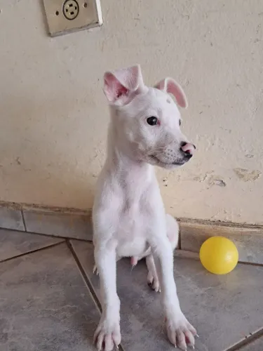 FILHOTE MACHO PARA DOAÇÃO 