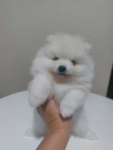 Filhote macho de sptiz alemão