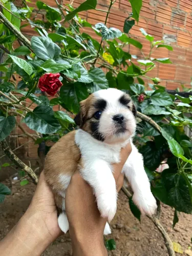 Vende-se Shihtzu