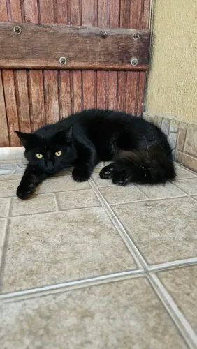 Gato Castrado, 6 meses