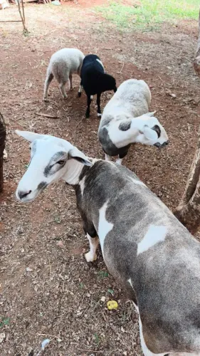 Ovelhas e cordeiros 
