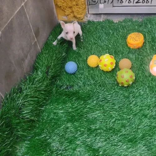 Vendo esses lindos filhotes pinscher já comendo ração com 58 dias