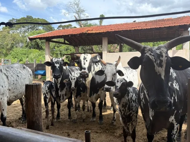 Sítio com 3 dormitórios à venda, 118000 m² por R$ 3.500.000,00 - Santo Antônio Sapezeiro -