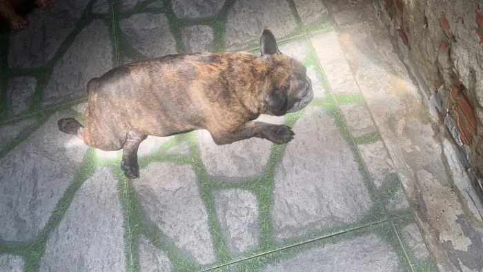 Buldogue francês original