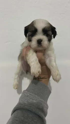 Filhote de Shih Tzu o pequeno companheiro que faz toda diferença 