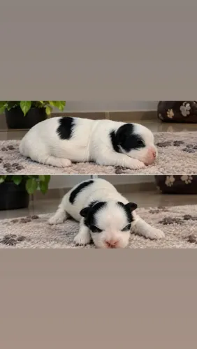 Shih-Tzu fêmea disponível