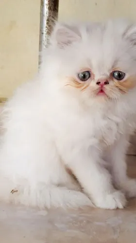 Filhotes de gato persa