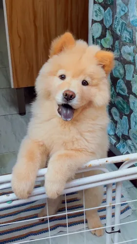 FILHOTE CHOW-CHOW (fêmea)
