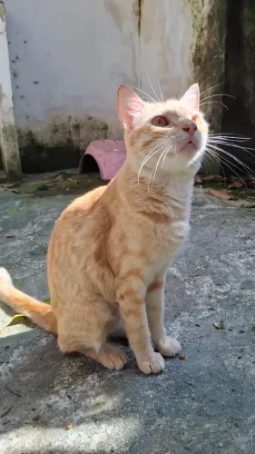 Gatinha castrada para adoção responsável 