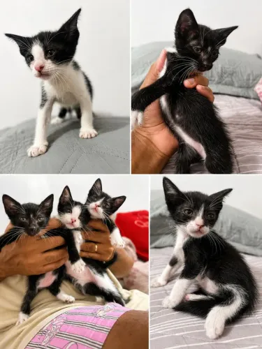 Doando 3 gatinhos Marchos e são Irmãos