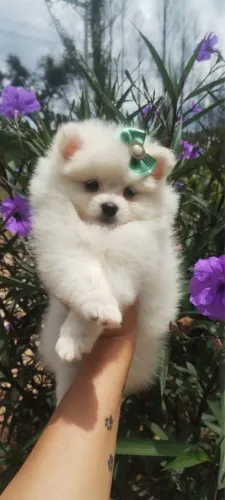 Spitz Alemão filhotes lindos e saudáveis