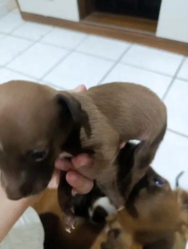Doa filhotes de cachorro 
