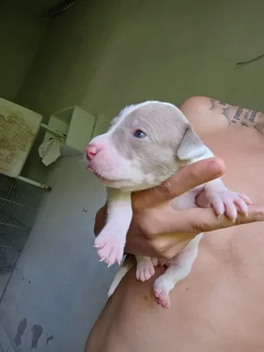 Pit Bull