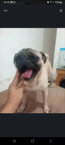 Procurando  uma femia pra cruzar  meu nome  Fred  sou puro  cruzo logo 