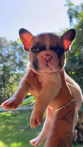 Filhote de Buldogue Francês Com Muito Charme e Personalidade