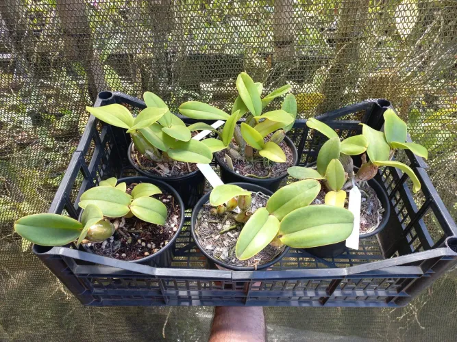 Kit de orquídeas cattleyas Nobilior
