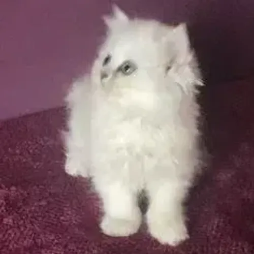 Gato Persa Ursinho Fofo