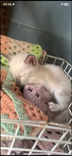 Doação de filhote de gato