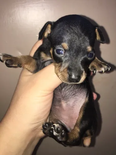 Pinscher fêmea - a miniatura zero mais procurada