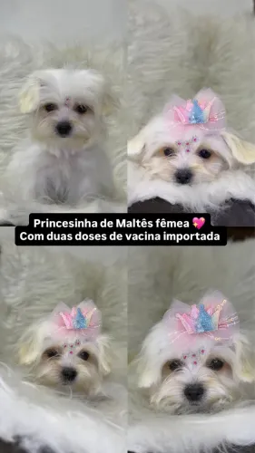 Maltês fêmea linda 
