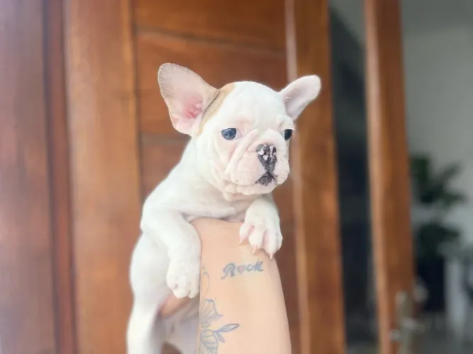 Linda fêmea Bulldog francês com pedigree