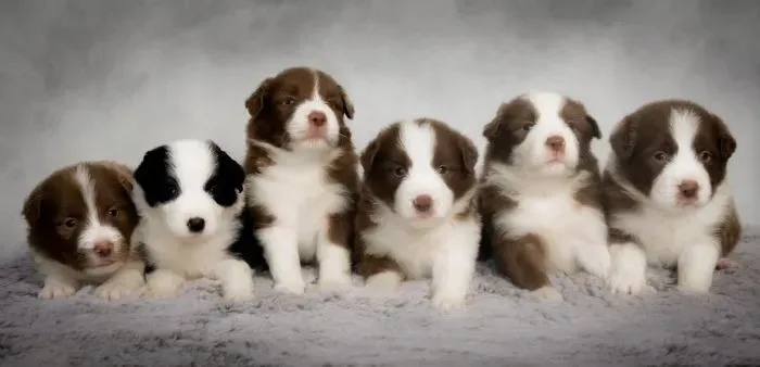 lindos border collie