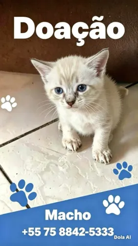 Gatinho para adoção