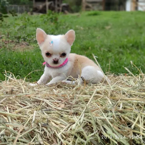Filhotes de chihuahua 