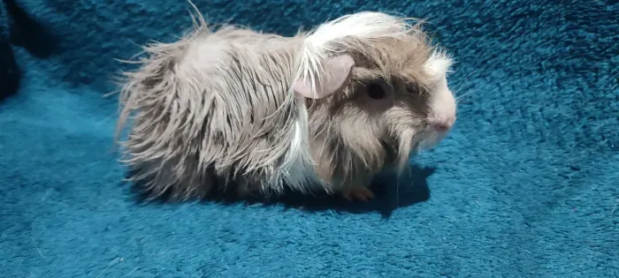 Porquinho da Índia Peruano 