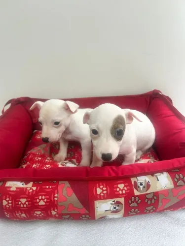 Jack Russel Terrier | Venha conferir os filhotes disponíveis 