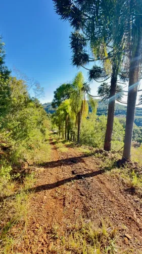 SÍTIOS 1.300 METROS COM VISTA PANORÂMICA NA SERRA GAÚCHA LINHA CRISTO TE Morro Reuter/RS