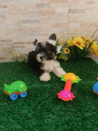 Biewer terrier/yorkshire