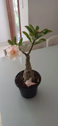 Rosa do Deserto Rara Florada - 3 Tonalidades de Cor (Já no Vaso + Substrato Premium)