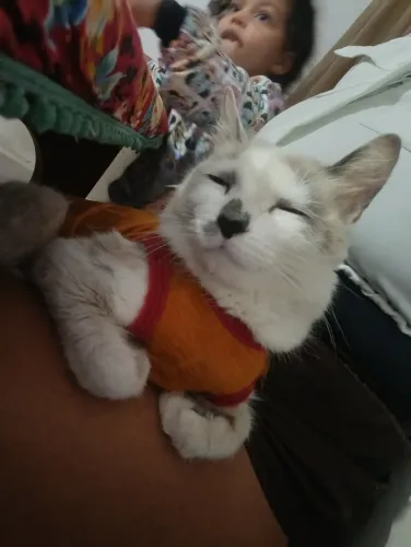 Doar gato 
