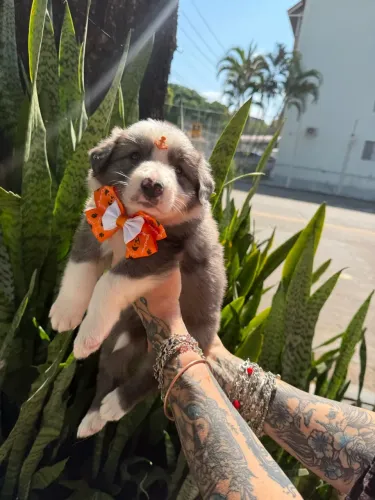 Border collie filhotes lindos