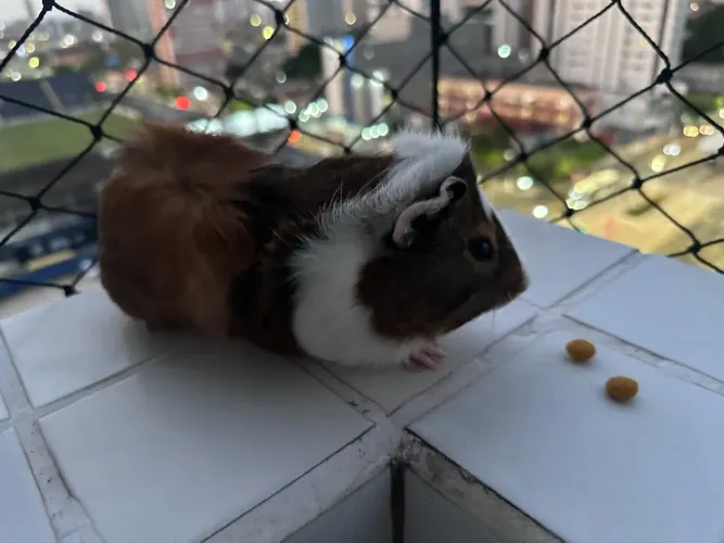 Porquinho da índia macho da raça abissínio