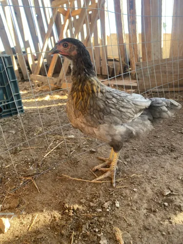 Franga Caipira balão