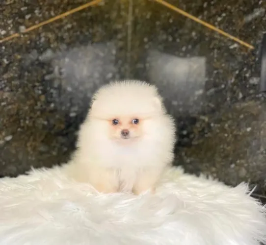 Spitz Alemão