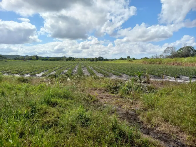 2,5 hectares as margens novo arco metropolitano
