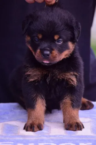 Filhotes Rottweiler