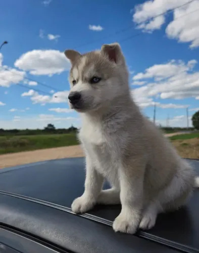 Filhotes de Husky Siberiano disponível 