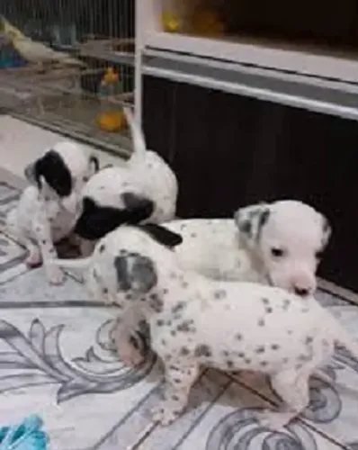 labrador x dalmata 
